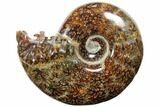 Polished, Agatized Ammonite (Cleoniceras) - Madagascar #110500-1